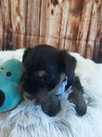 AKC Hot Rod, a male Miniature Schnauzer for sale in Bucyrus, OH – 2 of 6