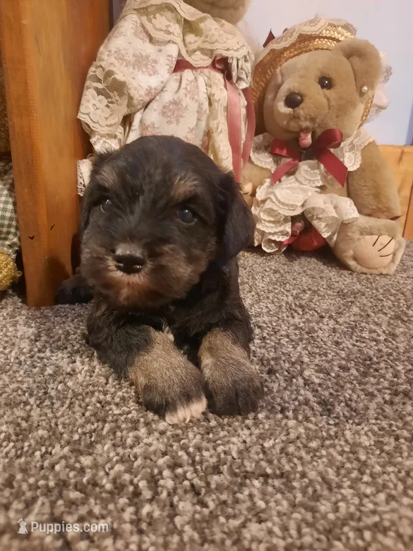 AKC Cutie Pie – Miniature Schnauzer puppy for sale in Bucyrus, OH
