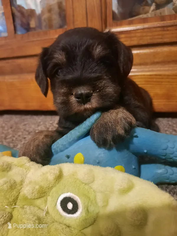 AKC Peanut – Miniature Schnauzer puppy for sale in Bucyrus, OH