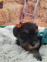 AKC Cutie Pie, a female Miniature Schnauzer for sale in Bucyrus, OH – 3 of 6