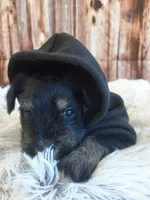 AKC Peanut, a male Miniature Schnauzer for sale in Bucyrus, OH – 4 of 6