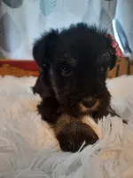 AKC Cutie Pie, a female Miniature Schnauzer for sale in Bucyrus, OH – 3 of 6