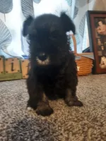 AKC Oreo, a male Miniature Schnauzer for sale in Bucyrus, OH – 4 of 7