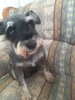 Sweet Pea, a female Miniature Schnauzer for sale in Bucyrus, OH – 4 of 4