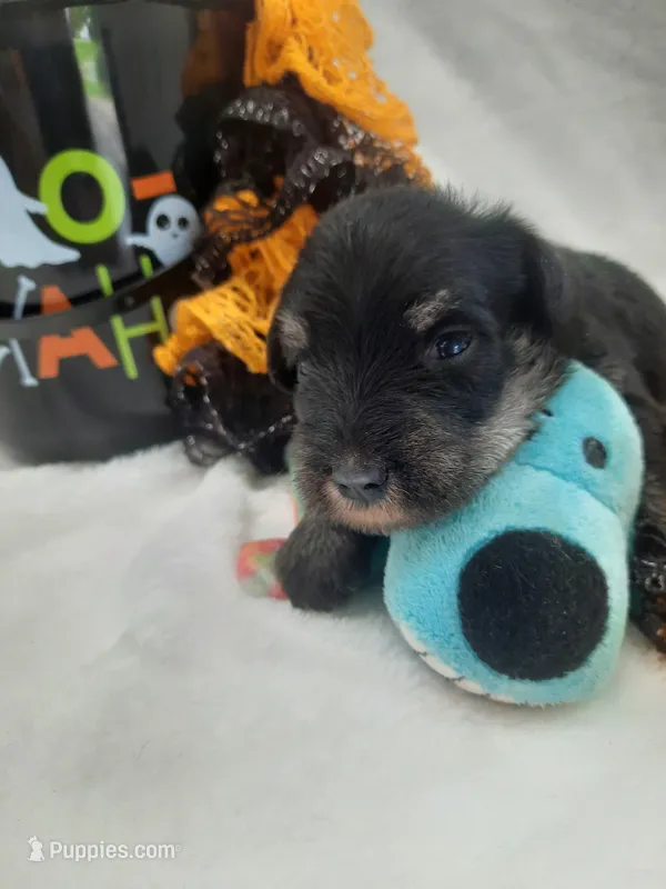 AKC Cutie Pie – Miniature Schnauzer puppy for sale in Bucyrus, OH