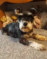 AKC Oreo, a male Miniature Schnauzer for sale in Bucyrus, OH – 3 of 4