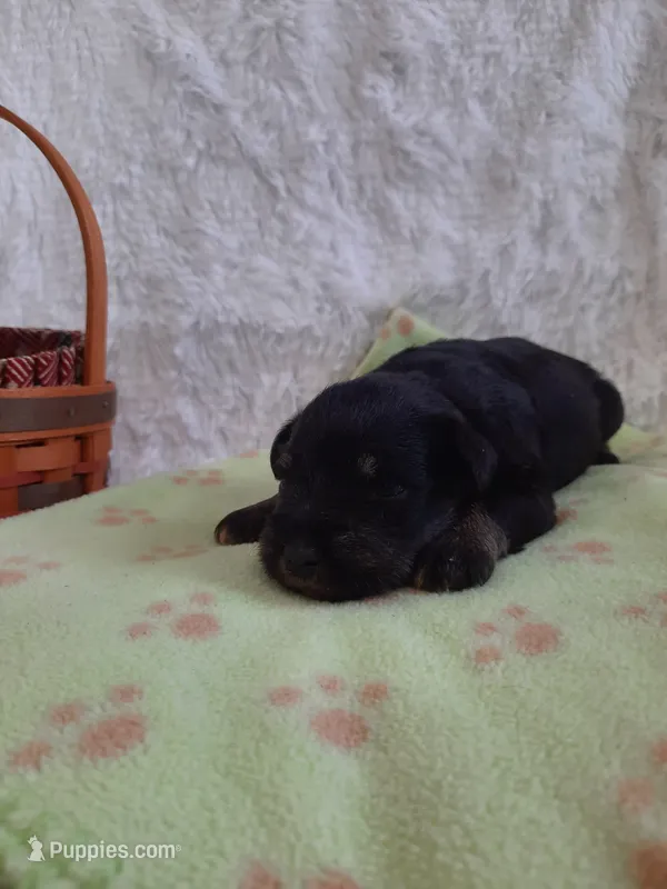 AKC Peanut – Miniature Schnauzer puppy for sale in Bucyrus, OH