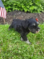 AKC Sweet Pea, a female Miniature Schnauzer for sale in Bucyrus, OH – 3 of 6