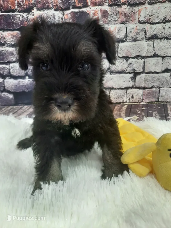 AKC Sweet Pea – Miniature Schnauzer puppy for sale in Bucyrus, OH