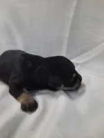 AKC Bailey, a female Miniature Schnauzer for sale in Bucyrus, OH – 3 of 5