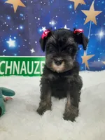 AKC Bailey, a female Miniature Schnauzer for sale in Bucyrus, OH – 2 of 6