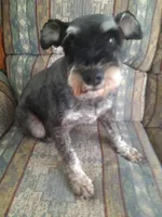 Sweet Pea, a female Miniature Schnauzer for sale in Bucyrus, OH – 3 of 4