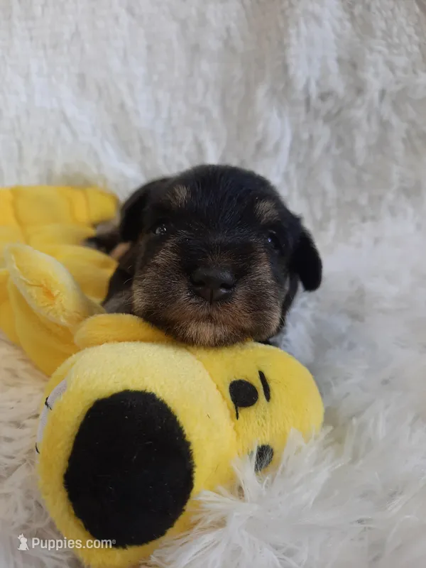 AKC Cutie Pie – Miniature Schnauzer puppy for sale in Bucyrus, OH