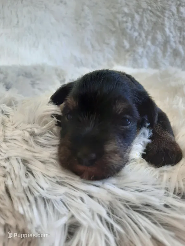 AKC Bailey – Miniature Schnauzer puppy for sale in Bucyrus, OH