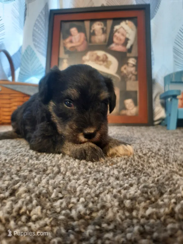 AKC Sadie – Miniature Schnauzer puppy for sale in Bucyrus, OH