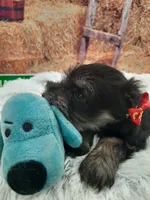 AKC Cutie Pie, a female Miniature Schnauzer for sale in Bucyrus, OH – 2 of 6