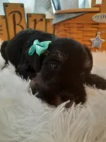 AKC Sugar, a female Miniature Schnauzer for sale in Bucyrus, OH – 2 of 6