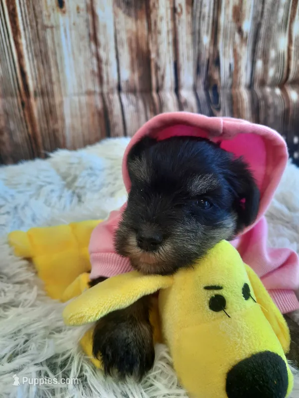 AKC Sadie – Miniature Schnauzer puppy for sale in Bucyrus, OH