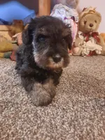 AKC Peanut, a male Miniature Schnauzer for sale in Bucyrus, OH – 2 of 5