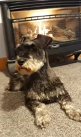 AKC Sweet Pea, a female Miniature Schnauzer for sale in Bucyrus, OH – 4 of 5