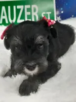 AKC Bailey, a female Miniature Schnauzer for sale in Bucyrus, OH – 4 of 6
