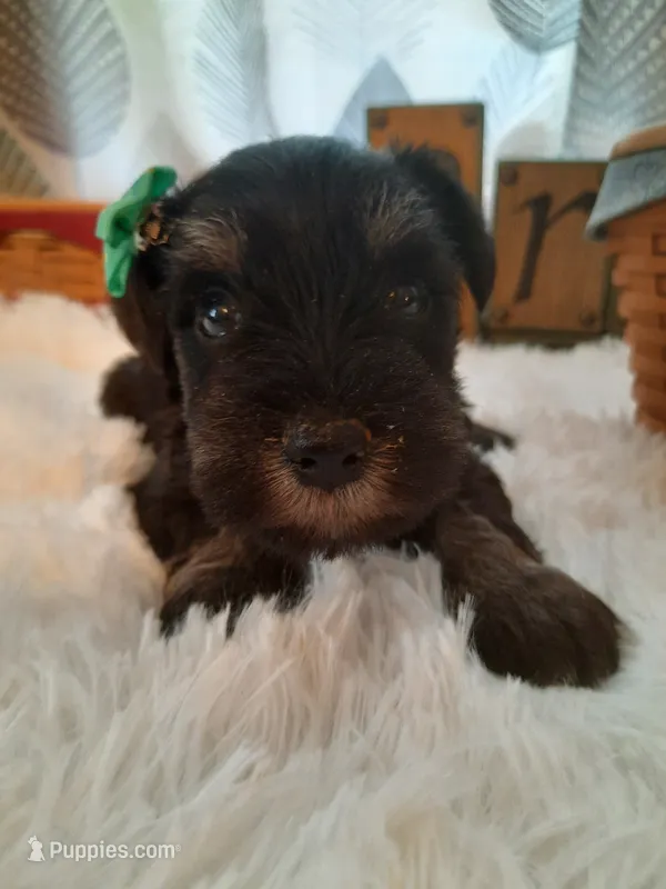 AKC Sugar – Miniature Schnauzer puppy for sale in Bucyrus, OH