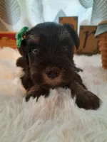 AKC Sugar, a female Miniature Schnauzer for sale in Bucyrus, OH – 1 of 6