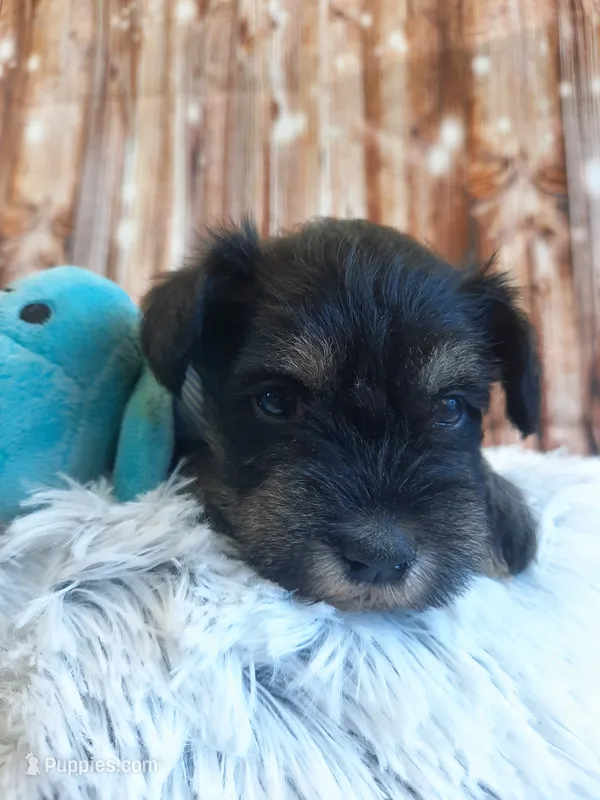 AKC Hot Rod – Miniature Schnauzer puppy for sale in Bucyrus, OH