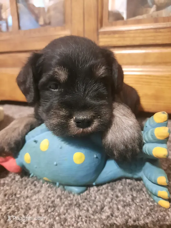 AKC Peanut – Miniature Schnauzer puppy for sale in Bucyrus, OH