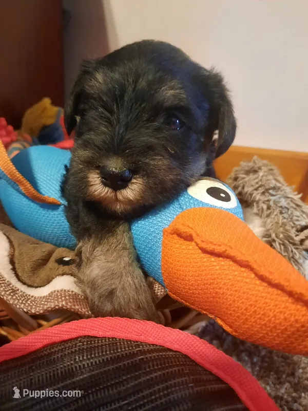AKC Bailey – Miniature Schnauzer puppy for sale in Bucyrus, OH