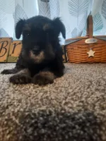 AKC Hot Rod, a male Miniature Schnauzer for sale in Bucyrus, OH – 5 of 7