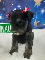 AKC Bailey, a female Miniature Schnauzer for sale in Bucyrus, OH – 3 of 6