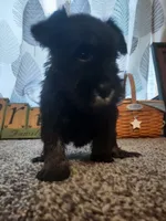 AKC Oreo, a male Miniature Schnauzer for sale in Bucyrus, OH – 3 of 7