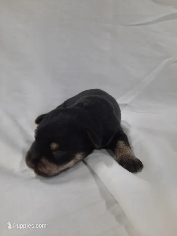AKC Sadie – Miniature Schnauzer puppy for sale in Bucyrus, OH