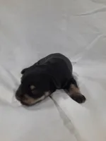 AKC Sadie, a female Miniature Schnauzer for sale in Bucyrus, OH – 1 of 5