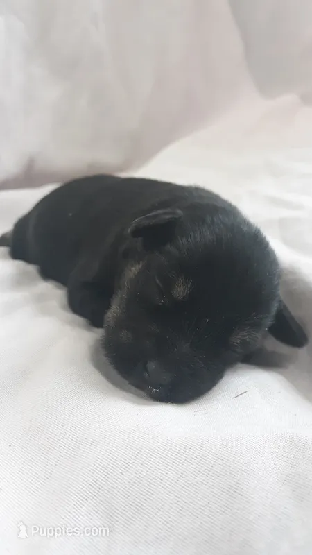 AKC Hot Rod – Miniature Schnauzer puppy for sale in Bucyrus, OH