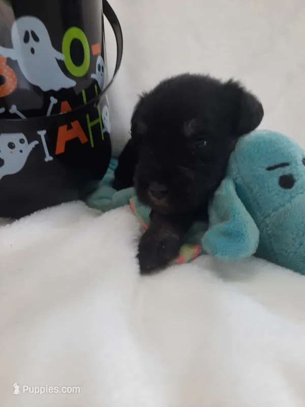 AKC Oreo – Miniature Schnauzer puppy for sale in Bucyrus, OH