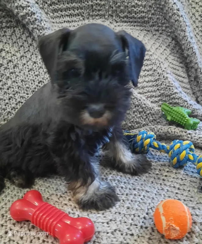 AKC Sweet Pea – Miniature Schnauzer puppy for sale in Bucyrus, OH