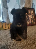 AKC Oreo, a male Miniature Schnauzer for sale in Bucyrus, OH – 2 of 7