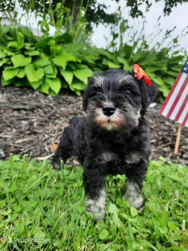 AKC Sweet Pea – Miniature Schnauzer puppy for sale in Bucyrus, OH