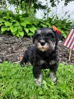 AKC Sweet Pea, a female Miniature Schnauzer for sale in Bucyrus, OH – 1 of 6