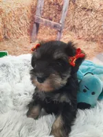 AKC Cutie Pie, a female Miniature Schnauzer for sale in Bucyrus, OH – 4 of 6