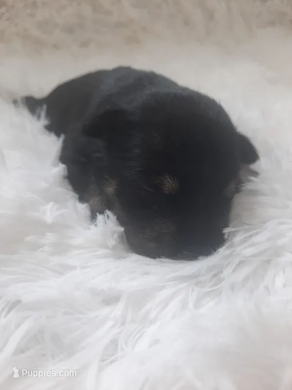 AKC Oreo – Miniature Schnauzer puppy for sale in Bucyrus, OH