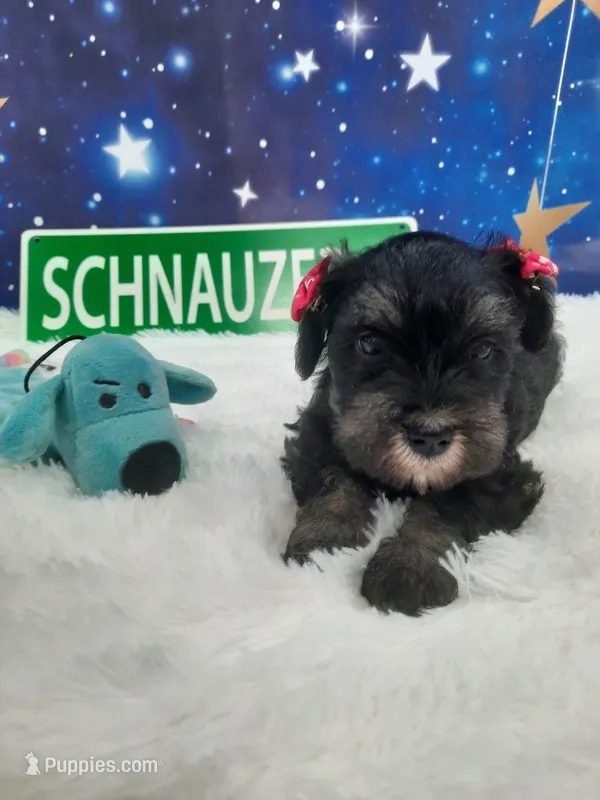 AKC Bailey – Miniature Schnauzer puppy for sale in Bucyrus, OH