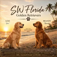Golden Retrievers (EXPECTED in September), a  Golden Retriever for sale in Naples, FL – 1 of 3