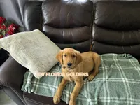 Marie (AKC Registered Girl), a female Golden Retriever for sale in Cape Coral, FL – 2 of 3