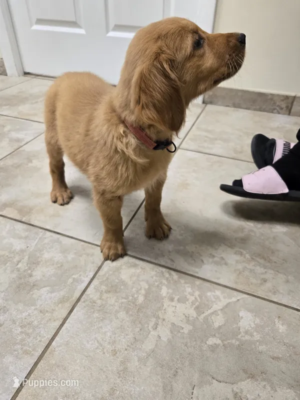 Lily (AKC Registered Girl) – Golden Retriever puppy for sale in Naples, FL
