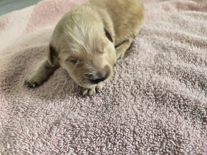 Leo (New born) – English Cream Golden Retriever puppy for sale in Naples Park, FL