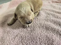 Leo  (AKC Registered Boy), a male English Cream Golden Retriever for sale in Naples Park, FL – 1 of 1