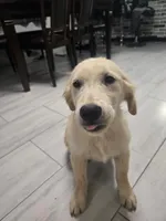 Milo, a male Golden Retriever for sale in Naples Park, FL – 1 of 1